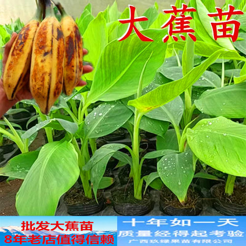 香蕉芭蕉大蕉猫山王榴莲树苗