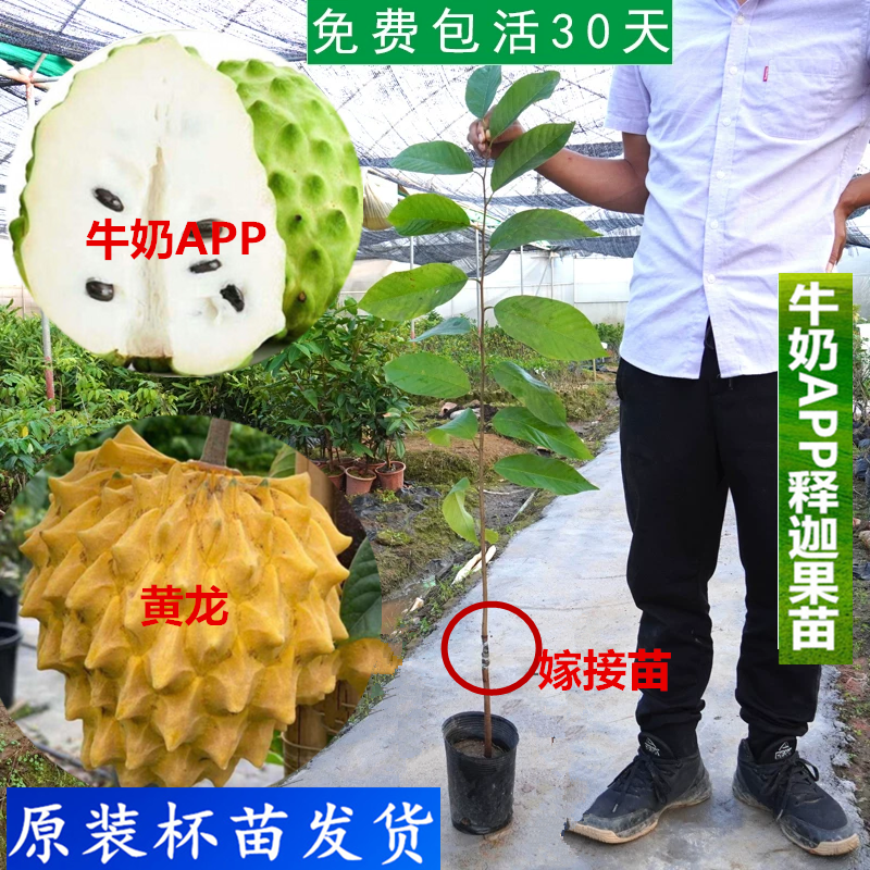 黄龙红皮牛奶APP释迦果苗红毛榴莲树苗越南刺果番荔枝苗金柑苗