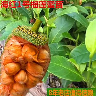 海红1号榴莲蜜苗荔枝苗长猛尖耐寒抗冻榴莲蜜苗香蕉苗嫁接苗结果