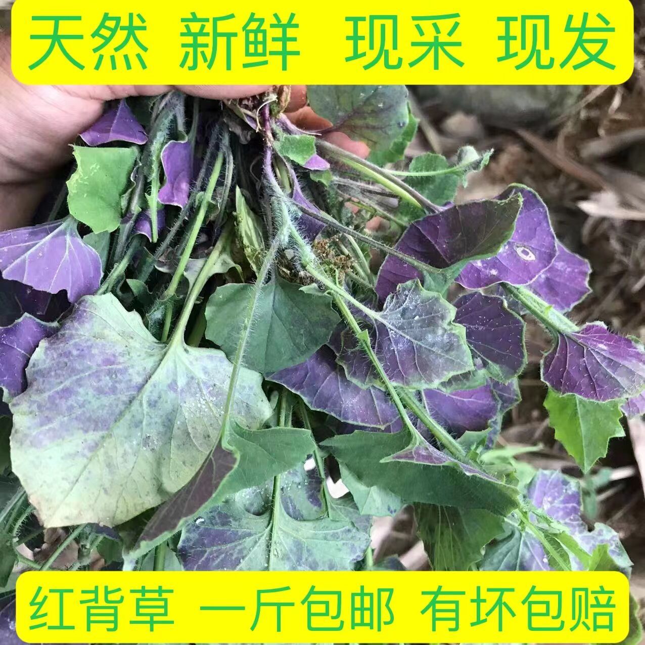 天然新鲜现采一点红 叶下红草 红背草 红背叶 羊蹄草中草药材包邮