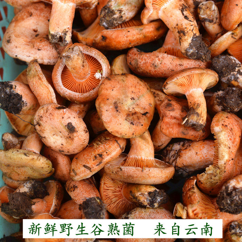 现货云南特产野生蘑菇新鲜谷熟菌铜绿菌美味重阳菌包邮顺丰500克