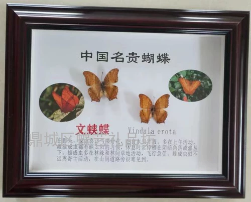 Настоящий образец бабочки по индивидуальному заказу демонстрирует поделки в рамке своими руками, большие выставочные украшения для подарочной коробки