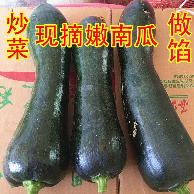 新鲜嫩南瓜河南农家自种现摘倭瓜菜南瓜应季蔬菜