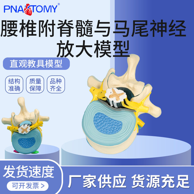 医学教学模型 腰椎附脊髓与马尾神经放大模型