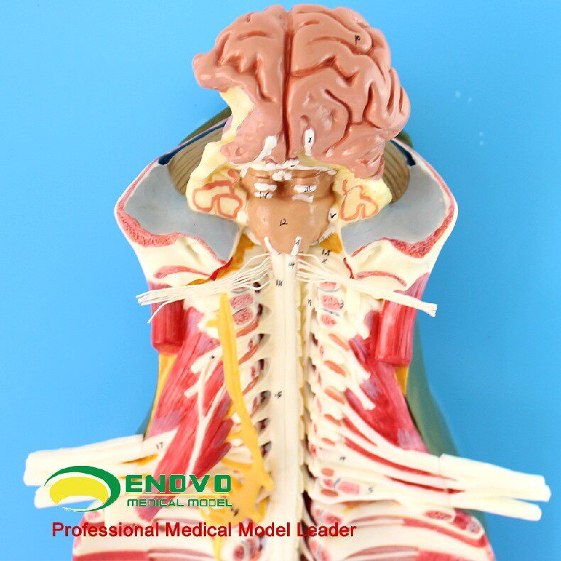 enovo颐诺 医学人体脊柱椎管解剖模型脊髓神经麻醉微创骨科模型