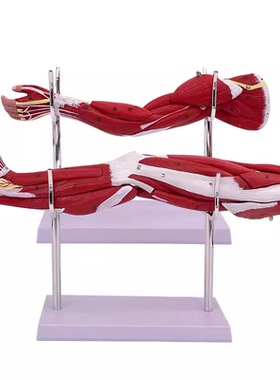 MDCD海医人体上肢肌肉附神经血管模型躯干解剖肌肉解剖模型