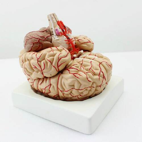 人体大脑解剖模型教学