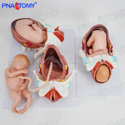 妊娠胚胎女性足月胎儿分娩过程出生胎位妇科产科教学演示计生模型