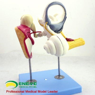 ENOVO/颐诺人体内耳迷路听鼓膜