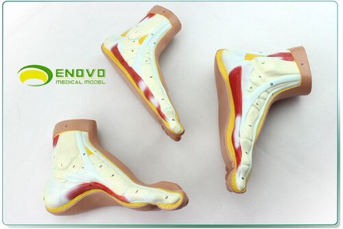 ENOVO/颐诺正常足扁平足弓形足