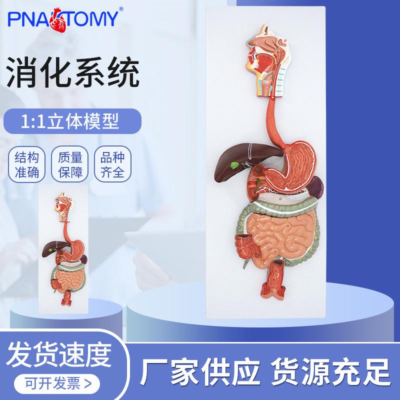人体消化系统模型消化道