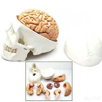神经科可拆卸进口正品人体颅脑