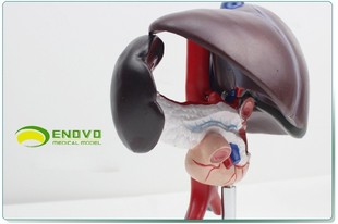 ENOVO颐诺肝胰十二指肠@构模型肝脾血管胰腺人体消化系统消化科