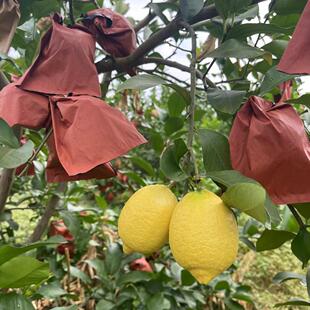 安岳黄柠檬奶茶店薄皮多汁柠檬二级果榨汁产地直发原生态健康