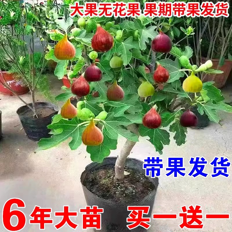 无花果树果苗特大果矮化带土南方北方种植果苗波姬红盆栽无花果苗