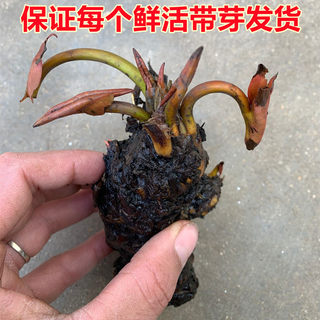 四季荷花大花睡莲种根带芽水培植物水养碗莲池塘睡莲根茎花卉花苗