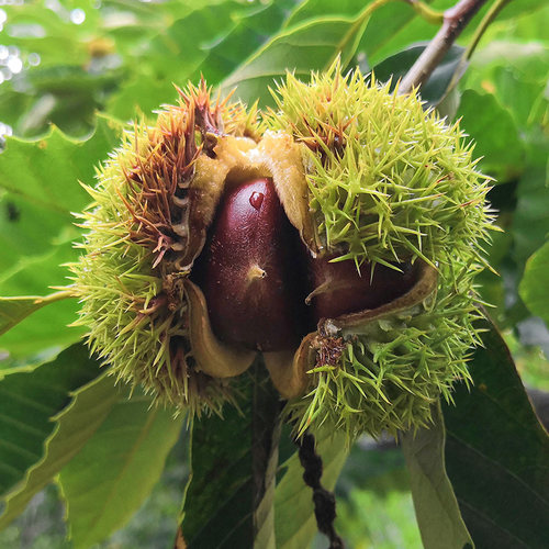 5斤正宗蒙山油栗子精选礼品果