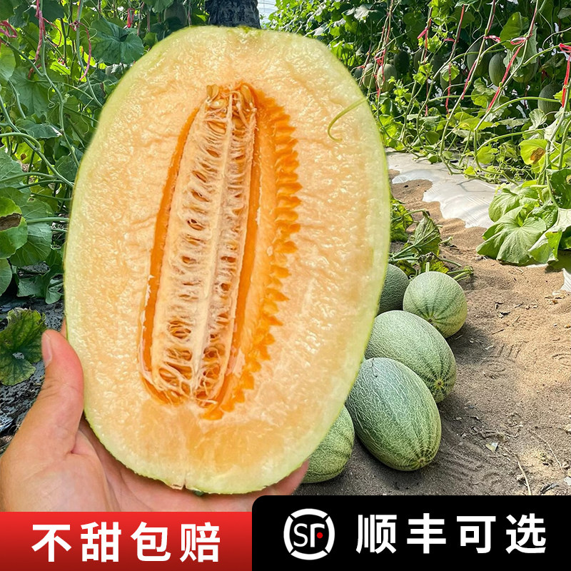 正宗海南西州蜜哈密瓜25号晓蜜25
