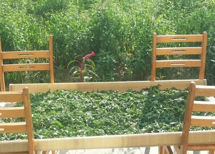 灌南紫花佩兰大雁草原产地大雁草茶干品野地大安草茶包邮赠老红糖