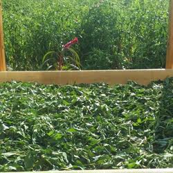 紫花佩兰大雁草灌南原产地大雁草茶干品自然晾大安草茶包邮送红糖