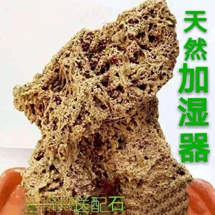 吸水石原石上水石天然假山奇石头盆景化石河滩植物麦管石水秀石毛