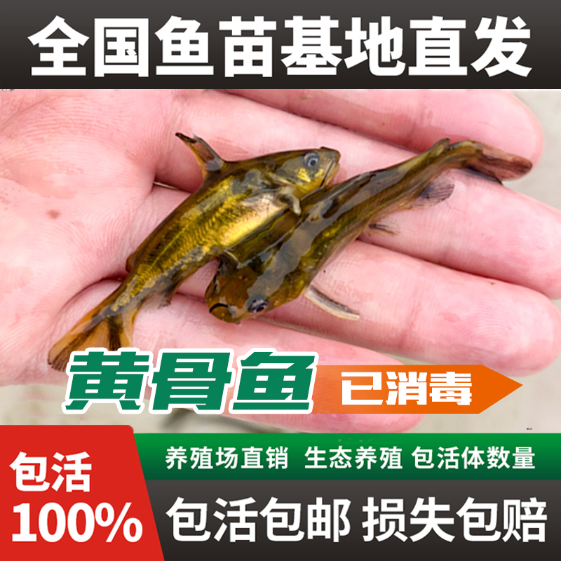 民江三角蜂淡水鱼黄辣丁经济效益