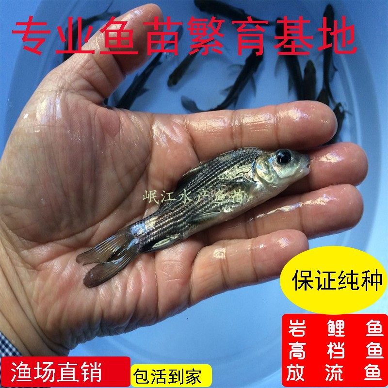 岩鲤鱼苗纯种岩原鲤鱼苗黑鲤鱼墨鲤水子鬼头鱼原生鱼食用淡水鱼苗