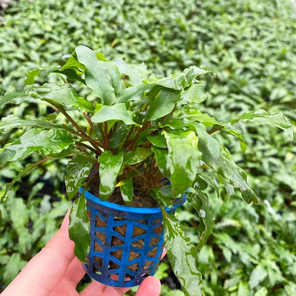 大杯红亚比椒草杯装草缸鱼缸造景前中景易养水草阴性活体淡水植物