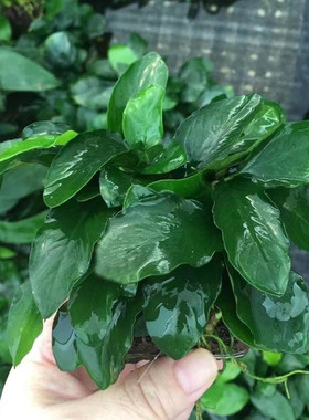 火山石牡丹榕鱼缸造景水草场直发懒人活体水草增氧阴性淡水榕水草