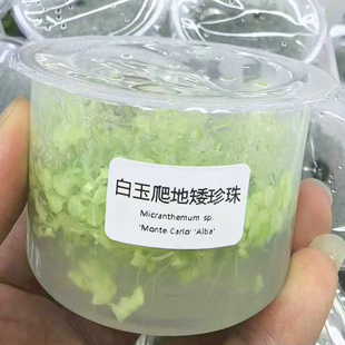 水下叶白玉爬地矮珍珠无菌杯鱼缸草缸造景增氧淡水草前景活体植物