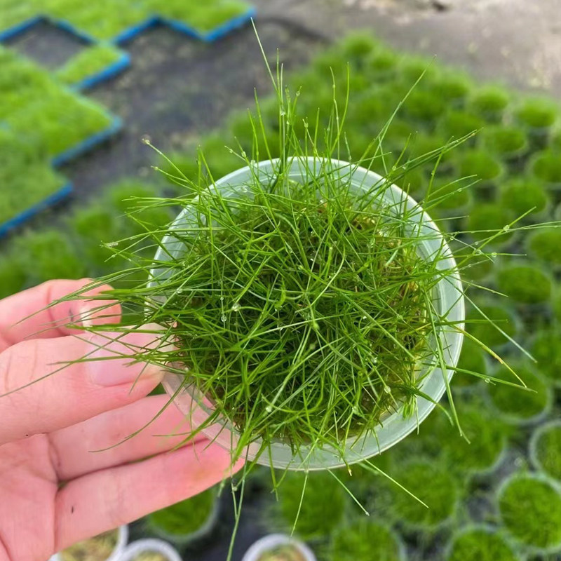 迷你牛毛草果冻杯草鱼缸造景前中景带根水草场直发增氧淡水草植物