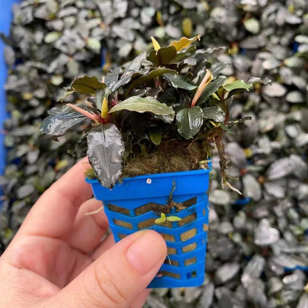 幽灵辣椒榕蓝色杯水榕鱼缸造景水草场直发懒人水培增氧阴性淡水草