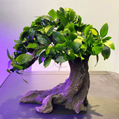 杂交小榕水草招财树鱼缸草缸造景懒人增氧阴性水榕类水草活体植物