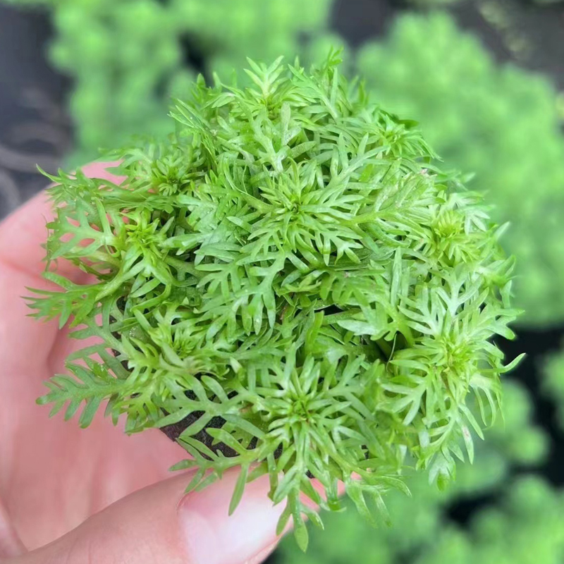 雪花小坨草缸鱼缸造景水草场直发懒人水培增氧淡水草阴性活体植物