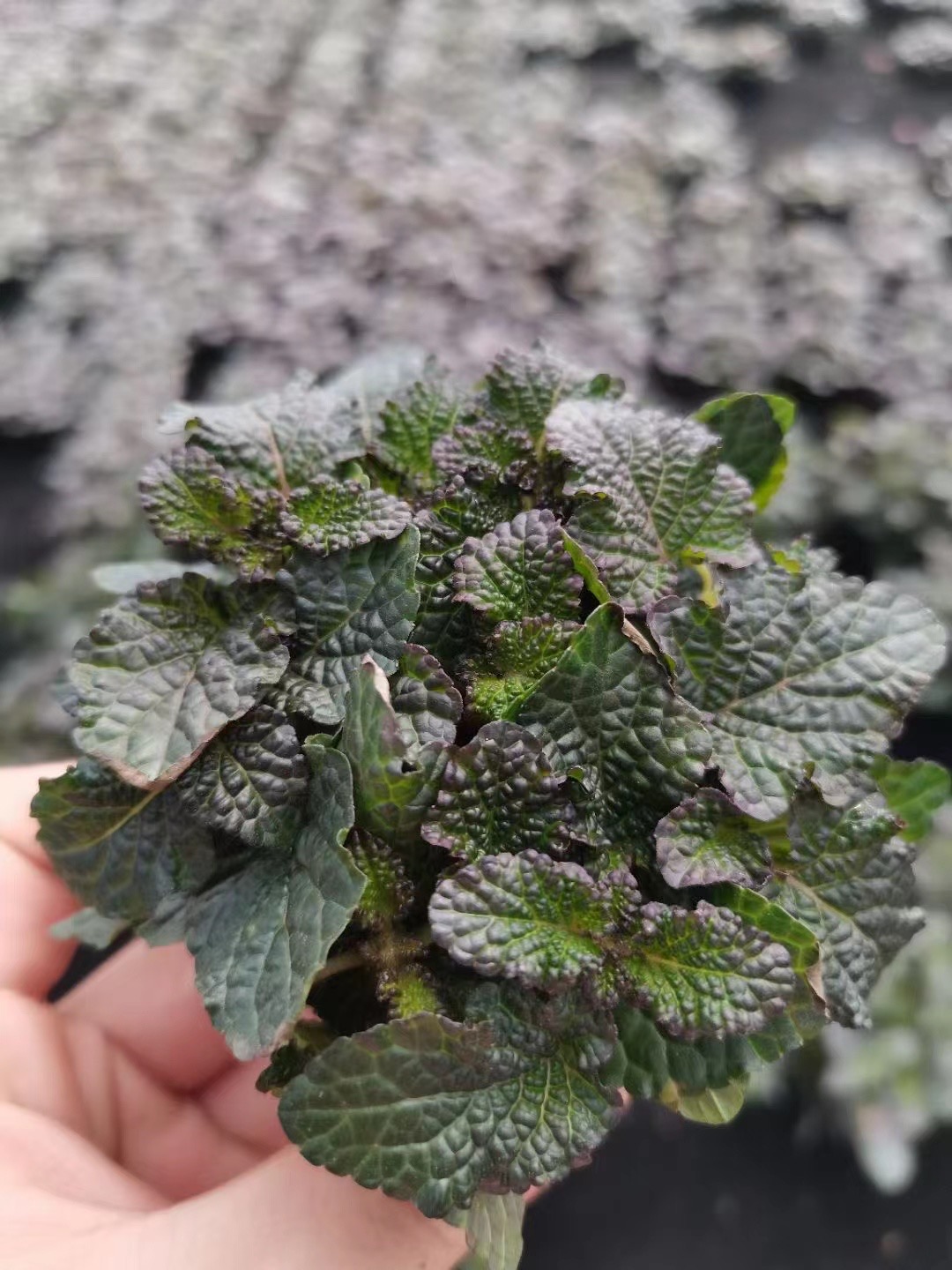 五彩薄荷小坨草鱼缸造景水草场直发懒人水培增氧淡水水草阴性植物