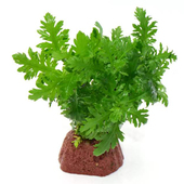 宝塔型火山石水罗兰水草缸鱼缸造景懒人活体新手增氧阴性水草植物