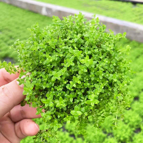 日本高珍珠片8x8cm鱼草缸造景日本珍珠草水培增氧淡水草前景植物