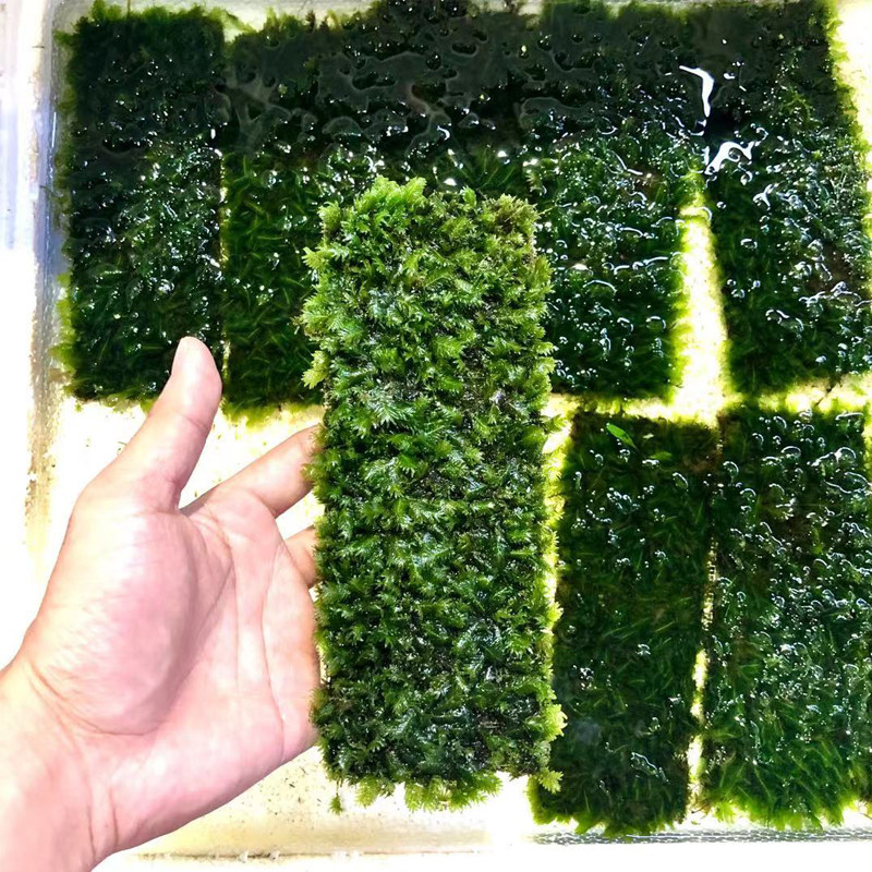 大美凤莫斯7x19片装鱼草缸造景凤尾苔长片懒人水培增氧阴性淡水草,宠物/宠物食品及用品,水草,淘宝优惠券,粉丝福利购,淘宝优惠卷