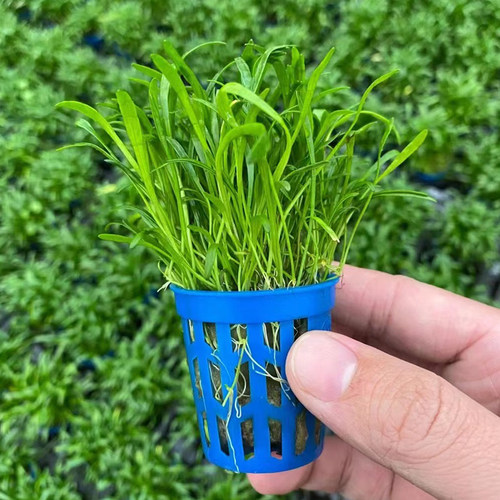 南美针叶杯装水草鱼缸草缸造景水草场直发水培增氧阴性淡水草植物