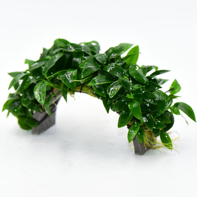 烟花小榕拱桥鱼缸造景懒人水培增氧活体水榕阴性懒人新手水草植物