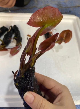 红荷根睡莲鱼草缸造景易养水草场直发懒人水培水草增氧阴性淡水草
