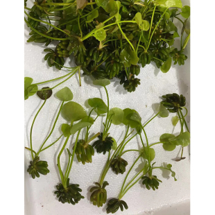 大香蕉水缸草鱼缸造景水草场直发懒人水培增氧阴性淡水草植物活体