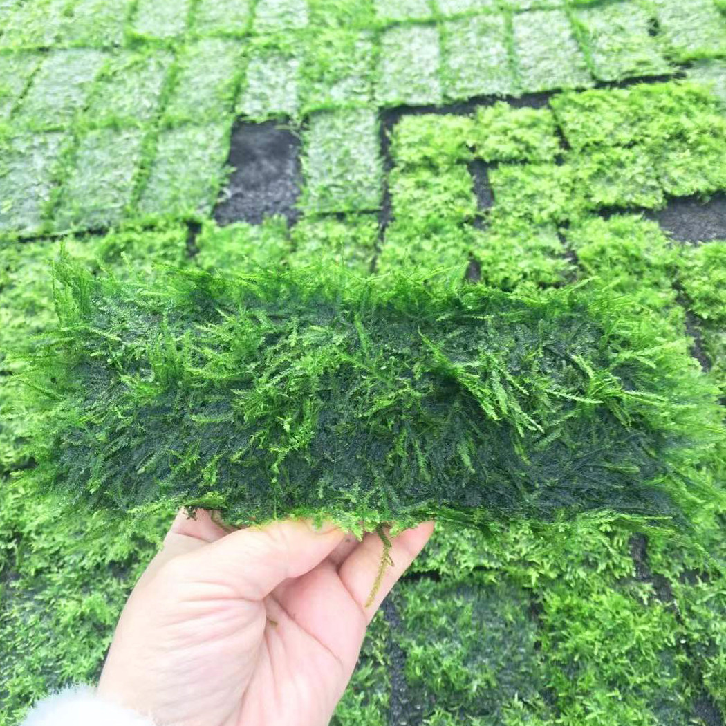 大三角莫斯片8x20cm鱼缸草缸粘沉木石头造景水培增氧活体阴性水草图片