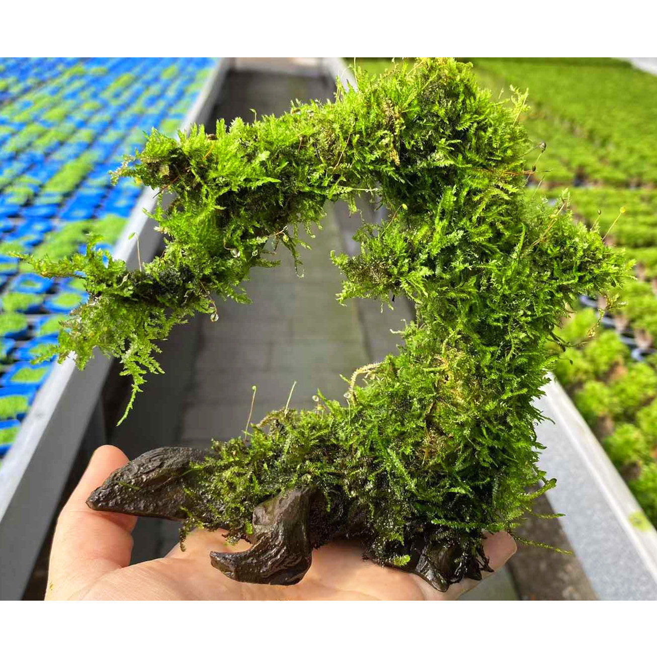 大三角莫斯招财树鱼草缸造景懒人增氧阴性水榕类新手水草活体植物