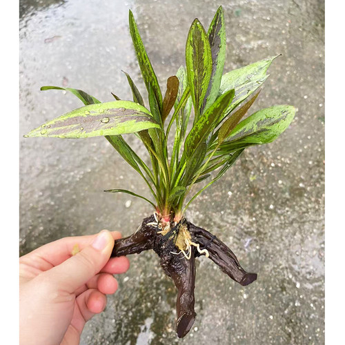 单头树枝木大理石皇冠水草缸鱼缸造景懒人水培增氧阴性淡活体植物