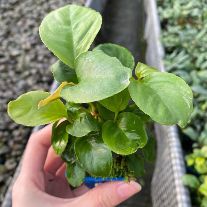 青苹果榕杯装水榕鱼缸草缸原生缸造景增氧阴性淡活体新手水草植物