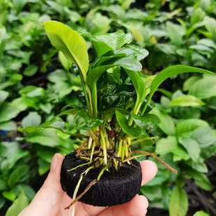 山涧榕小坨草鱼缸造景新手水草场直发懒人增氧淡水草活体阴性植物