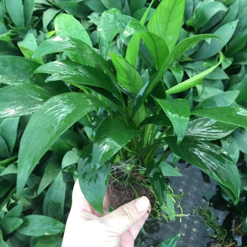 水草懒人沉底水榕水草