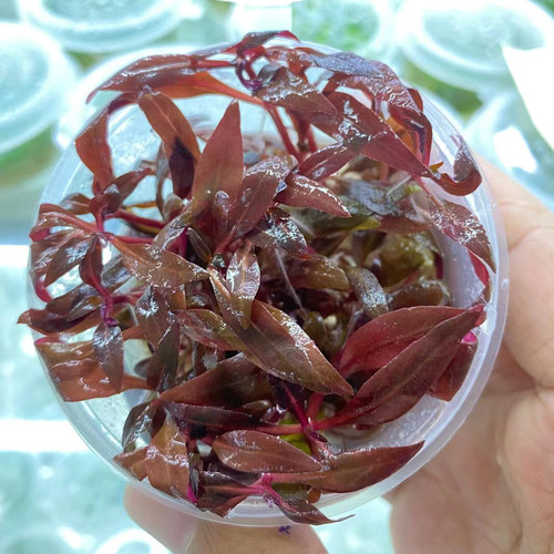 迷你血心兰无菌杯鱼草缸造景中后景水草场直发水培增氧淡水草植物