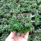 日式 百变混合大坨草鱼草缸造景矮珍珠绿宫廷牛顿懒人增氧阴性水草